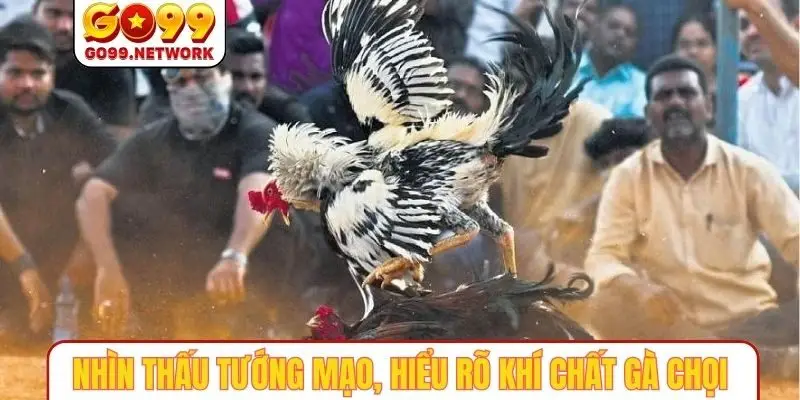 Nhìn thấu tướng mạo, hiểu rõ khí chất gà chọi